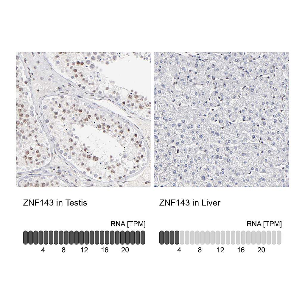 Atlas Antibodies Anti-ZNF143 Antibody