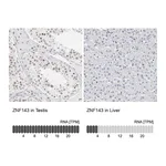 Atlas Antibodies Anti-ZNF143 Antibody