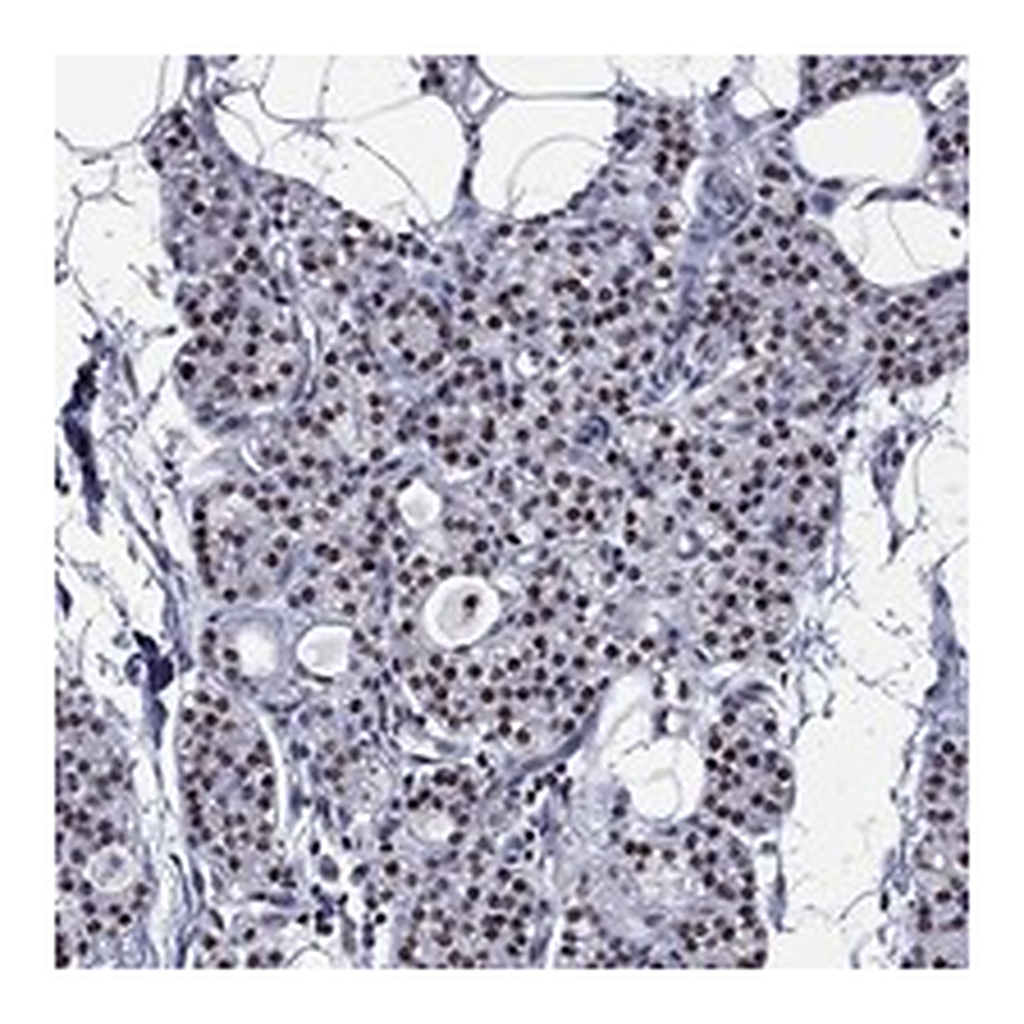 Atlas Antibodies Anti-ZNF154 Antibody