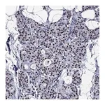 Atlas Antibodies Anti-ZNF154 Antibody