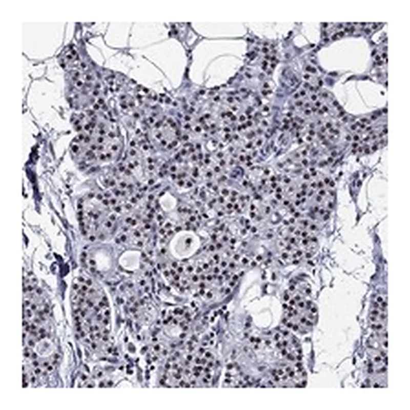 Atlas Antibodies Anti-ZNF154 Antibody