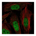 Atlas Antibodies Anti-ZNF131 Antibody
