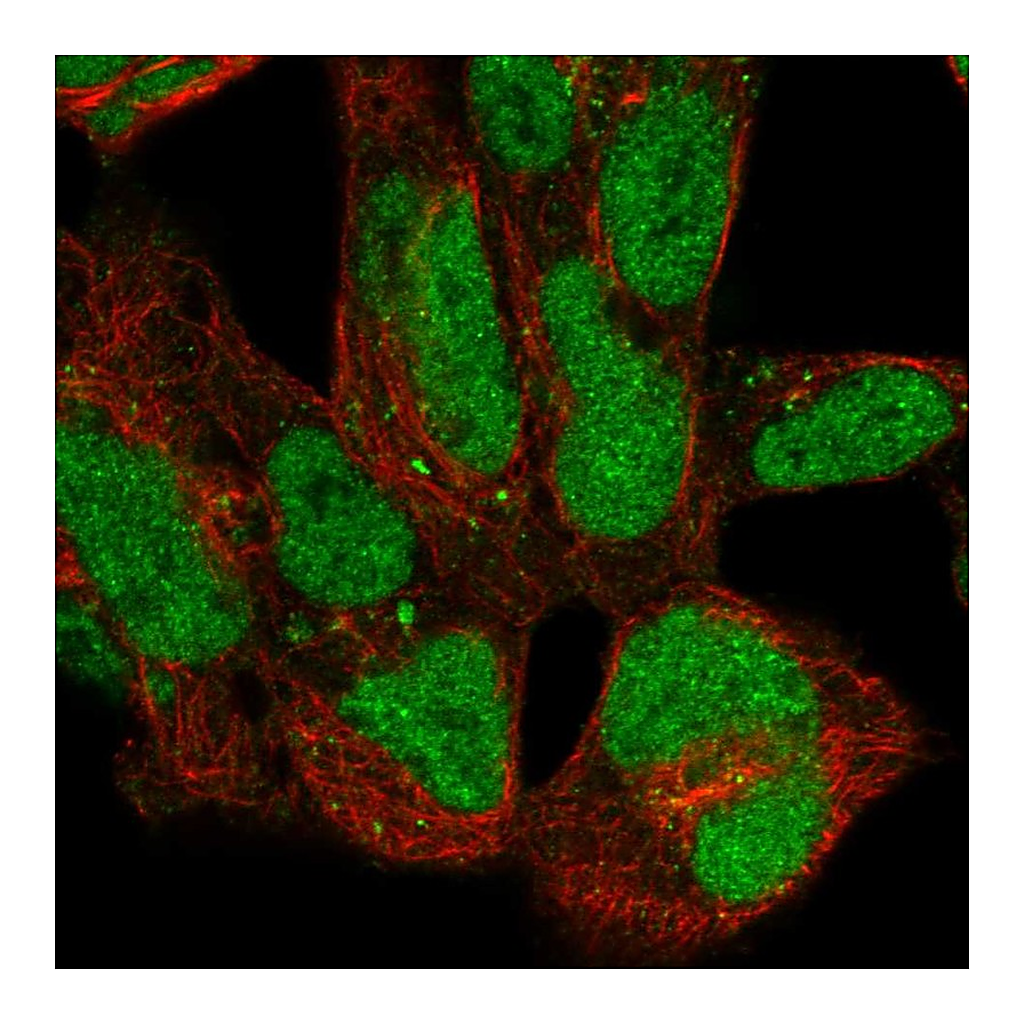 Atlas Antibodies Anti-ZNF143 Antibody