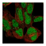 Atlas Antibodies Anti-ZNF143 Antibody