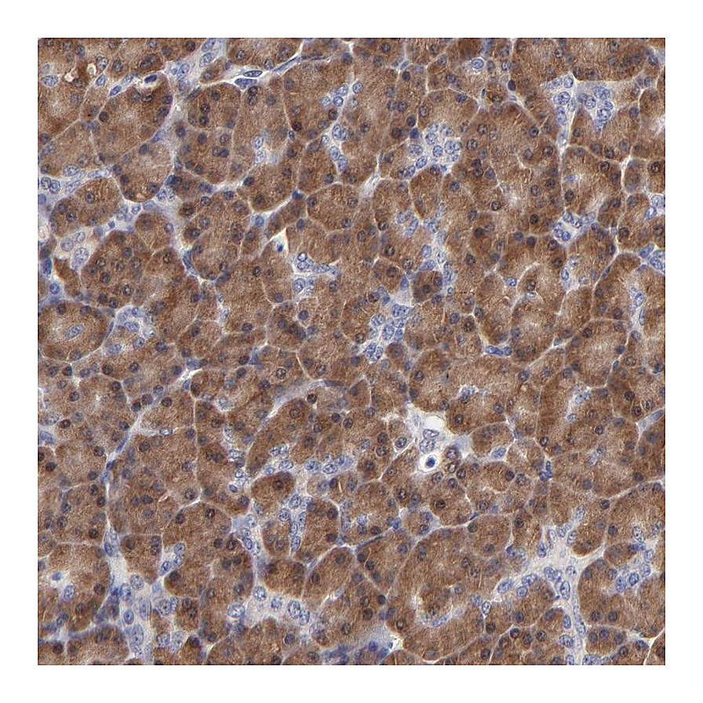 Atlas Antibodies Anti-ZNF155 Antibody