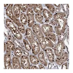 Atlas Antibodies Anti-ZNF169 Antibody