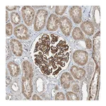 Atlas Antibodies Anti-ZNF16 Antibody