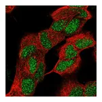 Atlas Antibodies Anti-ZNF184 Antibody