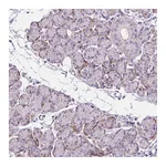 Atlas Antibodies Anti-ZNF197 Antibody