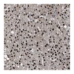 Atlas Antibodies Anti-ZNF20 Antibody