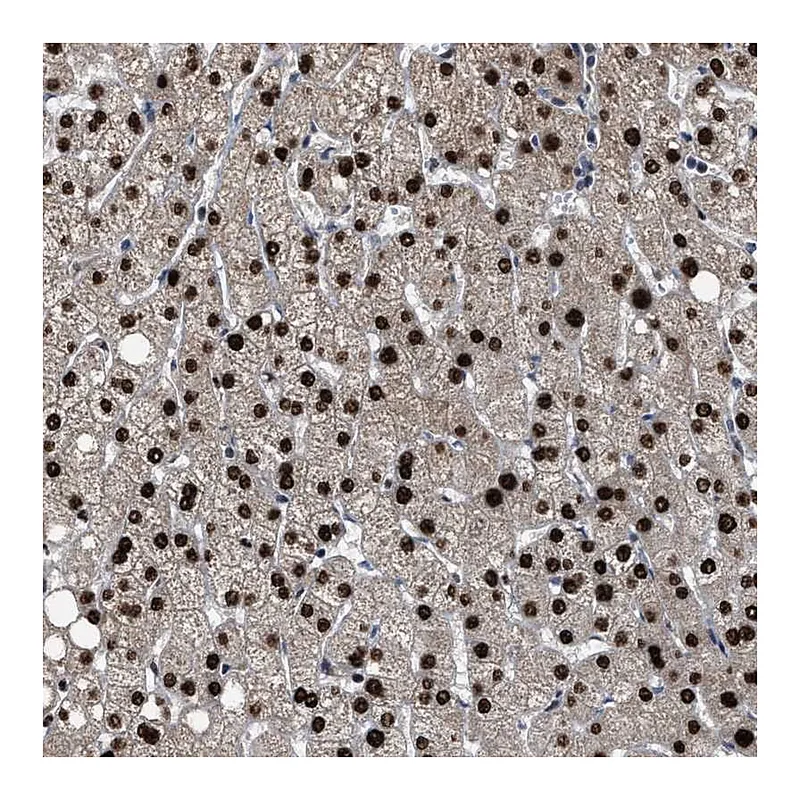 Atlas Antibodies Anti-ZNF20 Antibody