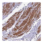Atlas Antibodies Anti-ZNF2 Antibody