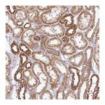 Atlas Antibodies Anti-ZNF211 Antibody