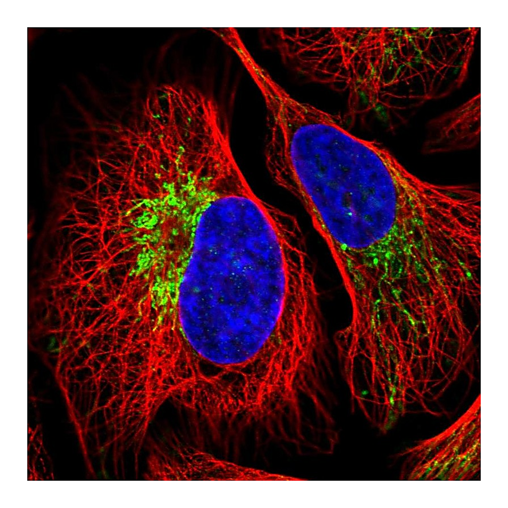 Atlas Antibodies Anti-ZNF211 Antibody