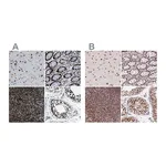 Atlas Antibodies Anti-ZNF207 Antibody