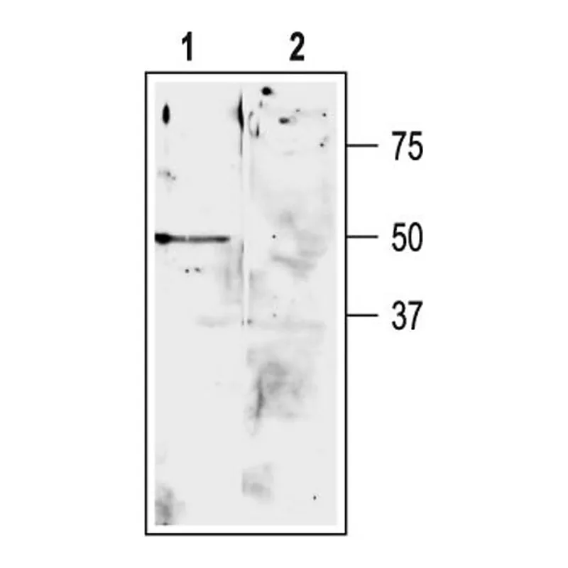 Merck Anti-Potassium Channel K2P9.1 (TASK3) antibody produced in rabbit
