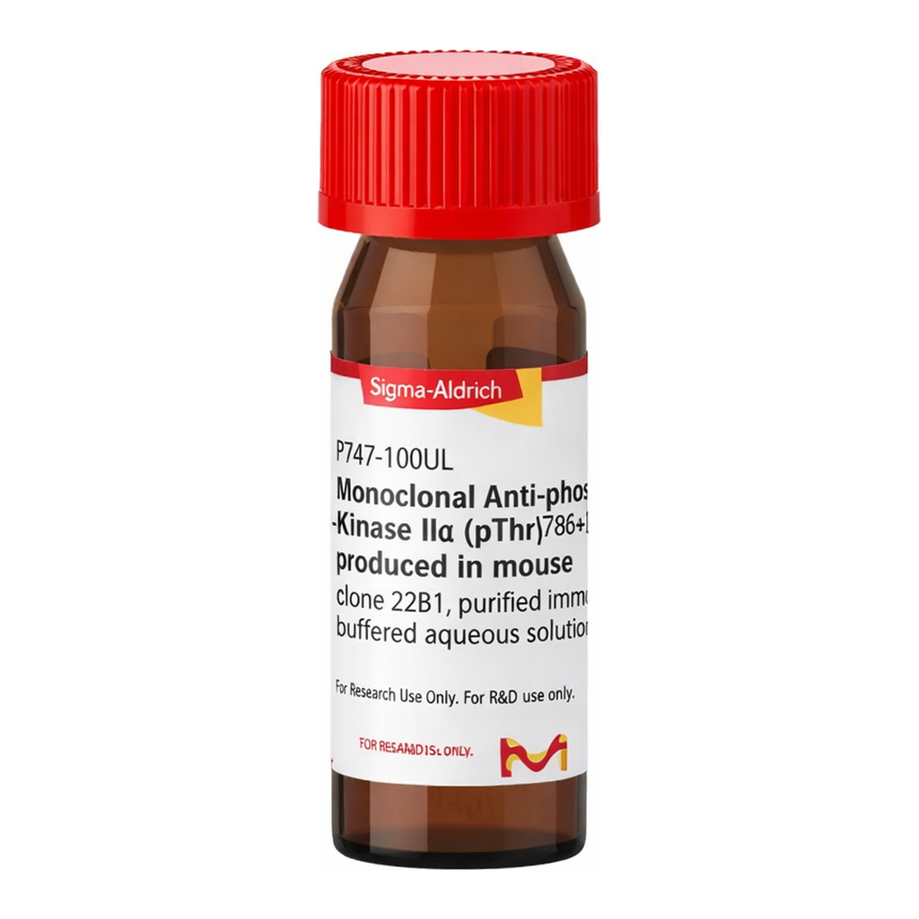 Merck Monoclonal Anti-phospho-CaM Kinase IIalpha (pThr286) antibody produced in mouse