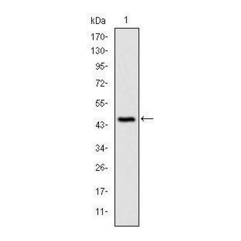 Merck Monoclonal Anti-CDKN2A antibody produced in mouse