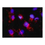 Merck Monoclonal Anti-CDC25A antibody produced in mouse