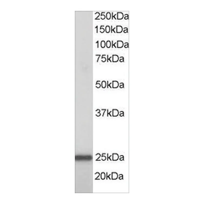Merck Anti-RAN antibody produced in goat