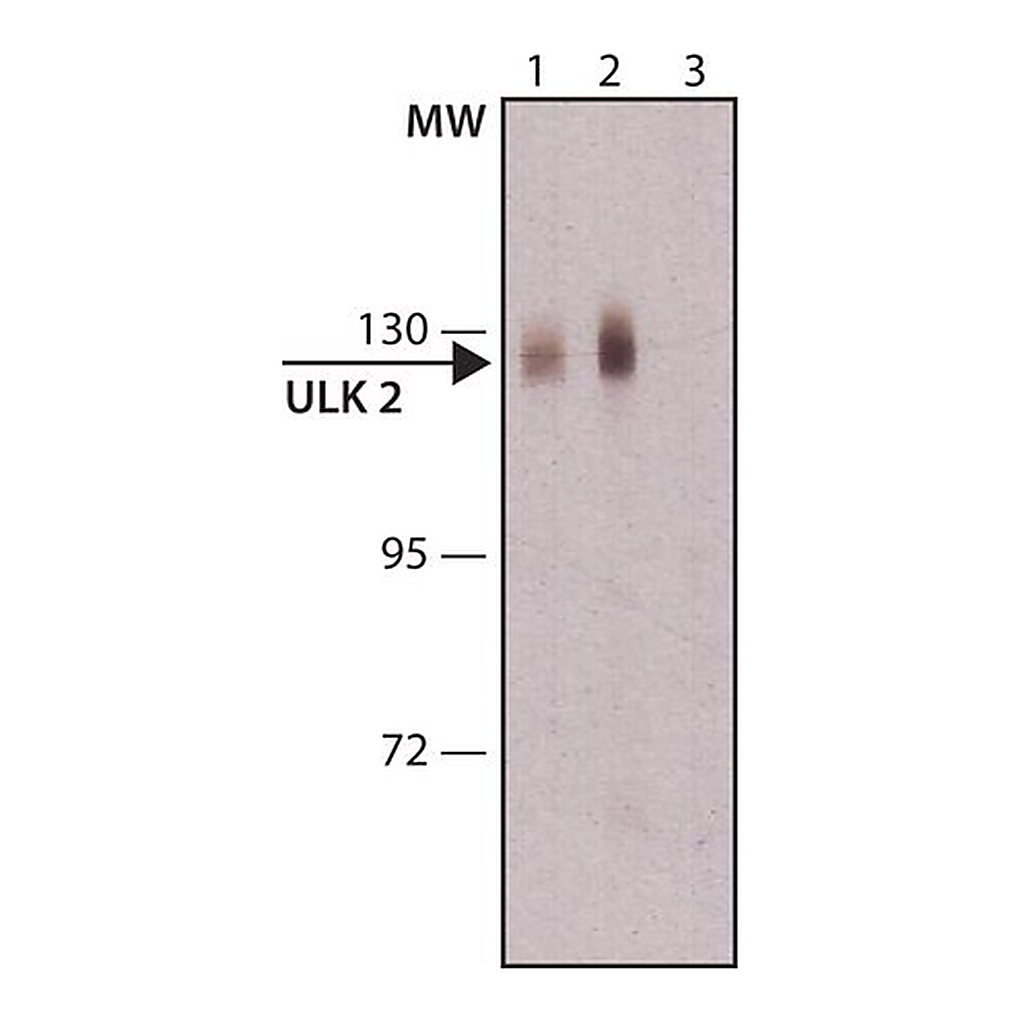 Merck Anti-ULK2 antibody produced in rabbit