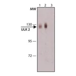 Merck Anti-ULK2 antibody produced in rabbit