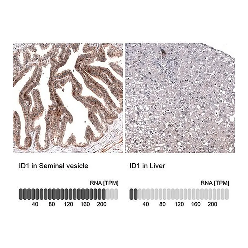 Merck Monoclonal Anti-ID1 antibody produced in mouse
