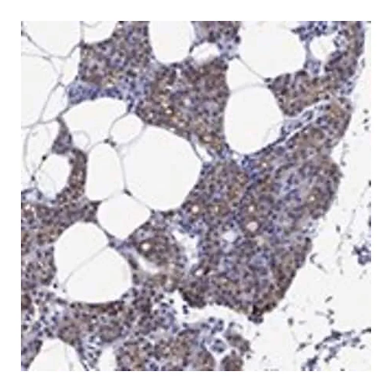 Merck Anti-BSPRY antibody produced in rabbit