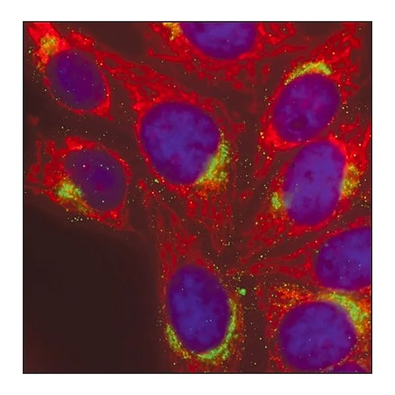 Merck Anti-Mouse IgG (H+L), highly cross-adsorbed, CF(TM) 568 antibody produced in donkey