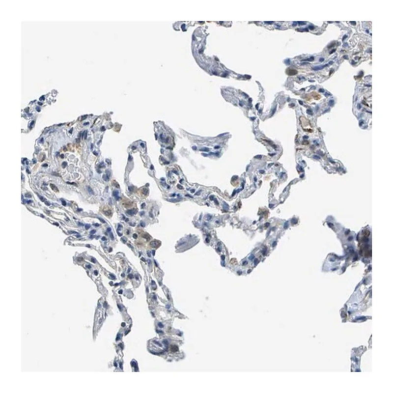 Merck Anti-PTGIS antibody produced in rabbit