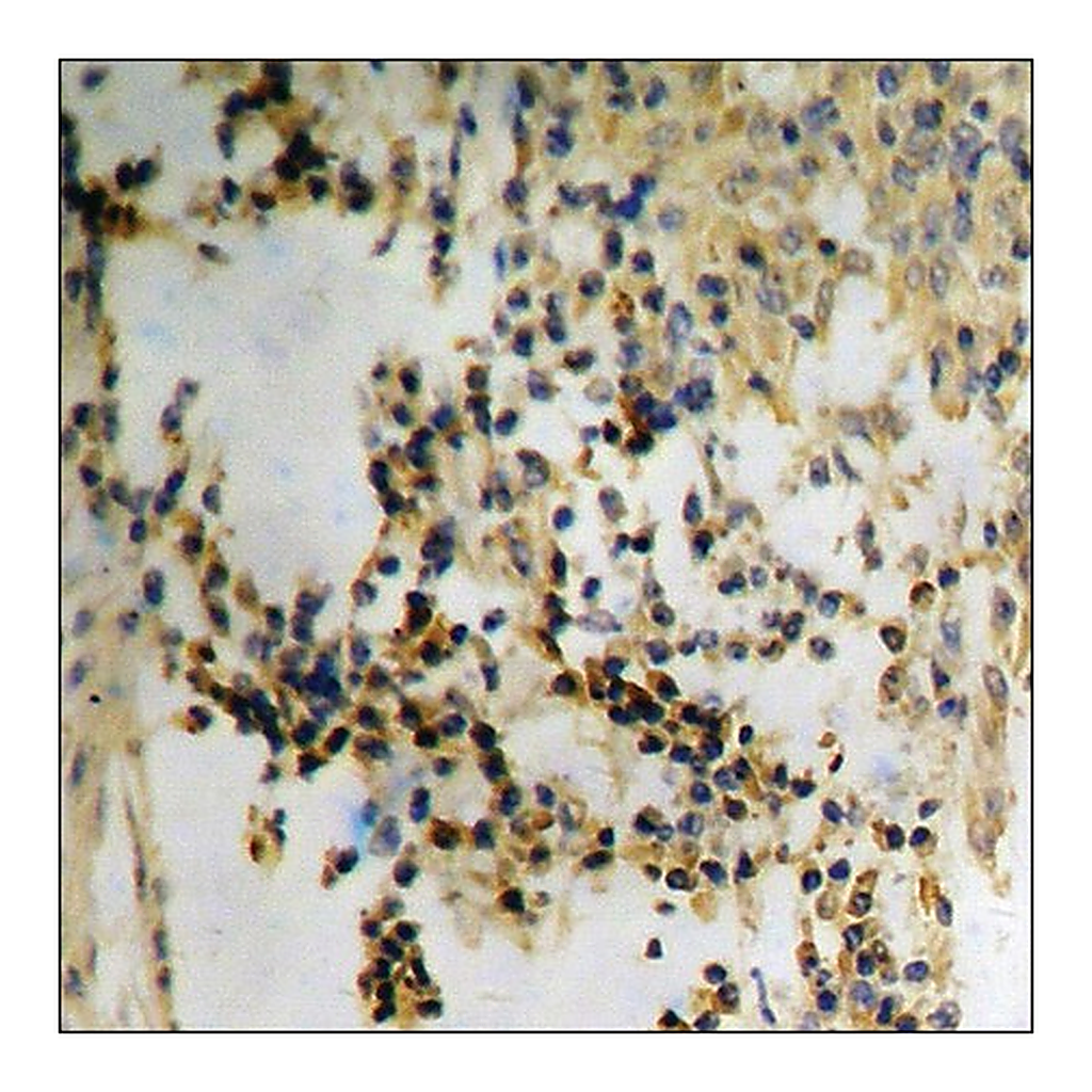 Merck Anti-phospho-Met (pTyr1349) antibody produced in rabbit