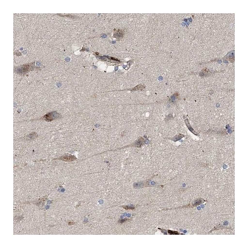 Merck Anti-ARHGEF4 antibody produced in rabbit