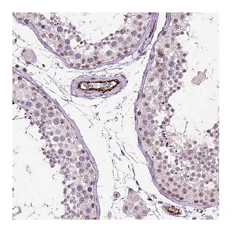 Merck Anti-VWF antibody produced in rabbit