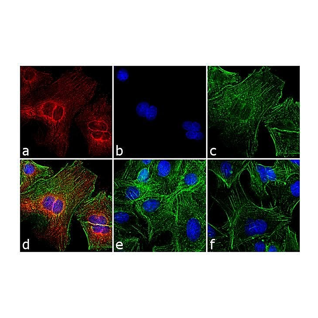 Thermo Fisher Scientific Goat anti-Rat IgG (H+L) Cross-Adsorbed Secondary Antibody, Cyanine3