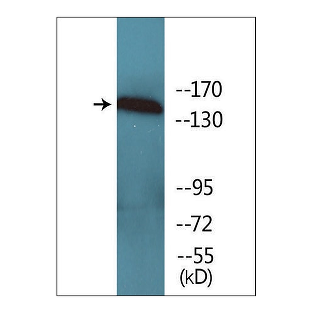 Merck Anti-phospho-VEGFR1 (pTyr1333) antibody produced in rabbit