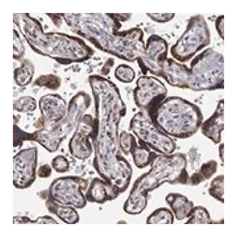 Merck Anti-CASTOR1 antibody produced in rabbit