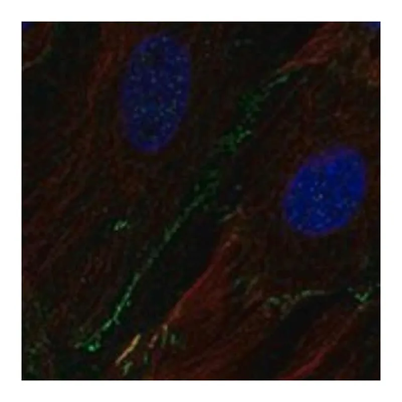 Merck Anti-SCN8A antibody produced in rabbit