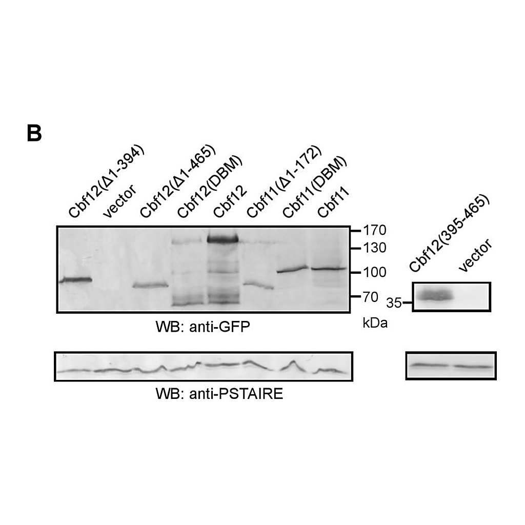 Merck Monoclonal Anti-PSTAIR antibody produced in mouse