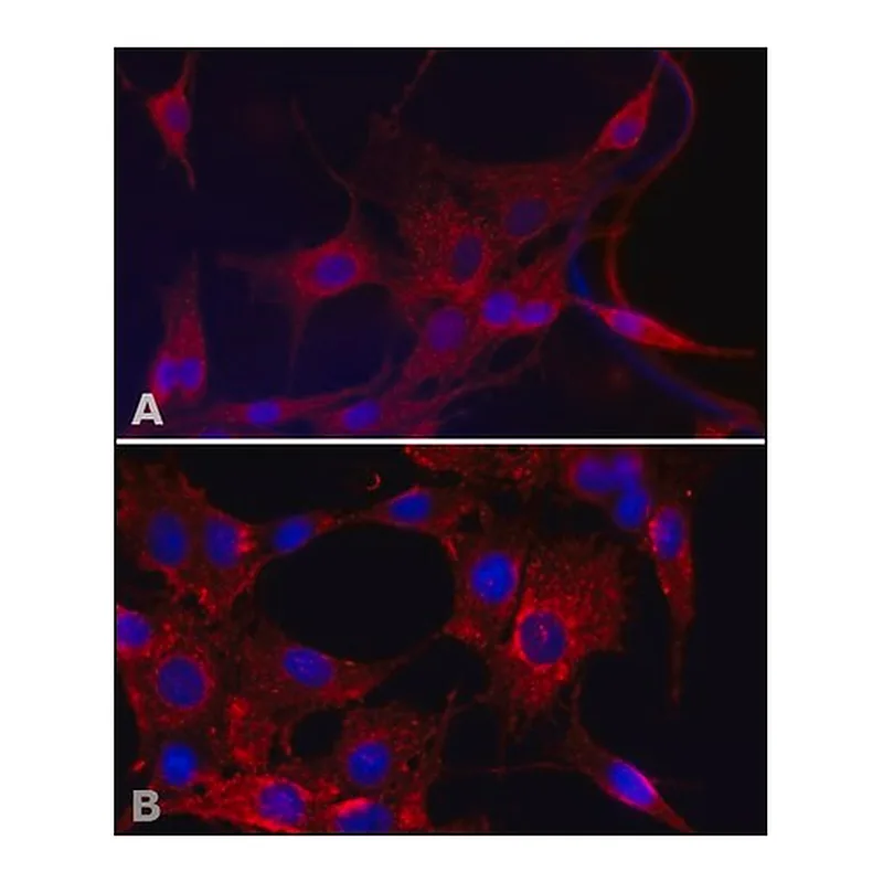 Merck Anti-Superoxide Dismutase (MnSOD) (KC-19) antibody produced in rabbit