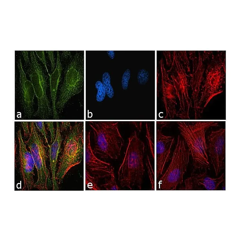 Thermo Fisher Scientific F(ab`)2-Goat anti-Mouse IgG (H+L) Cross-Adsorbed Secondary Antibody, FITC