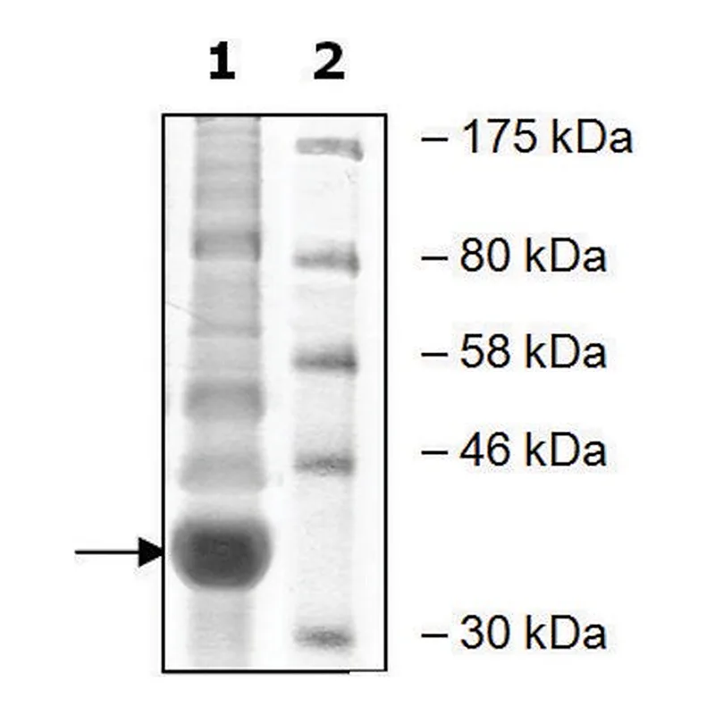 Merck WDR5 human