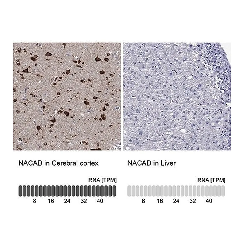 Merck Anti-NACAD antibody produced in rabbit