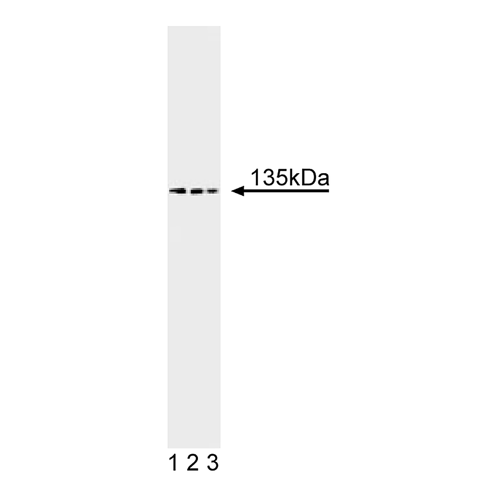 BD Purified Mouse Anti-TAF[II]135