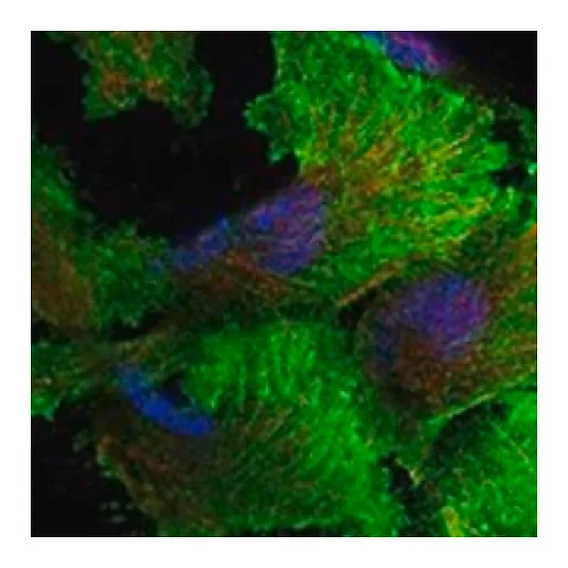 Merck Anti-AXL antibody produced in rabbit