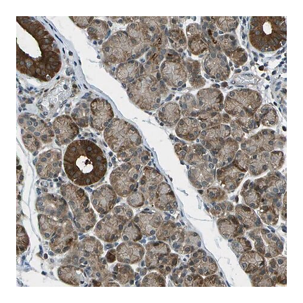 Merck Anti-TMEM19 antibody produced in rabbit