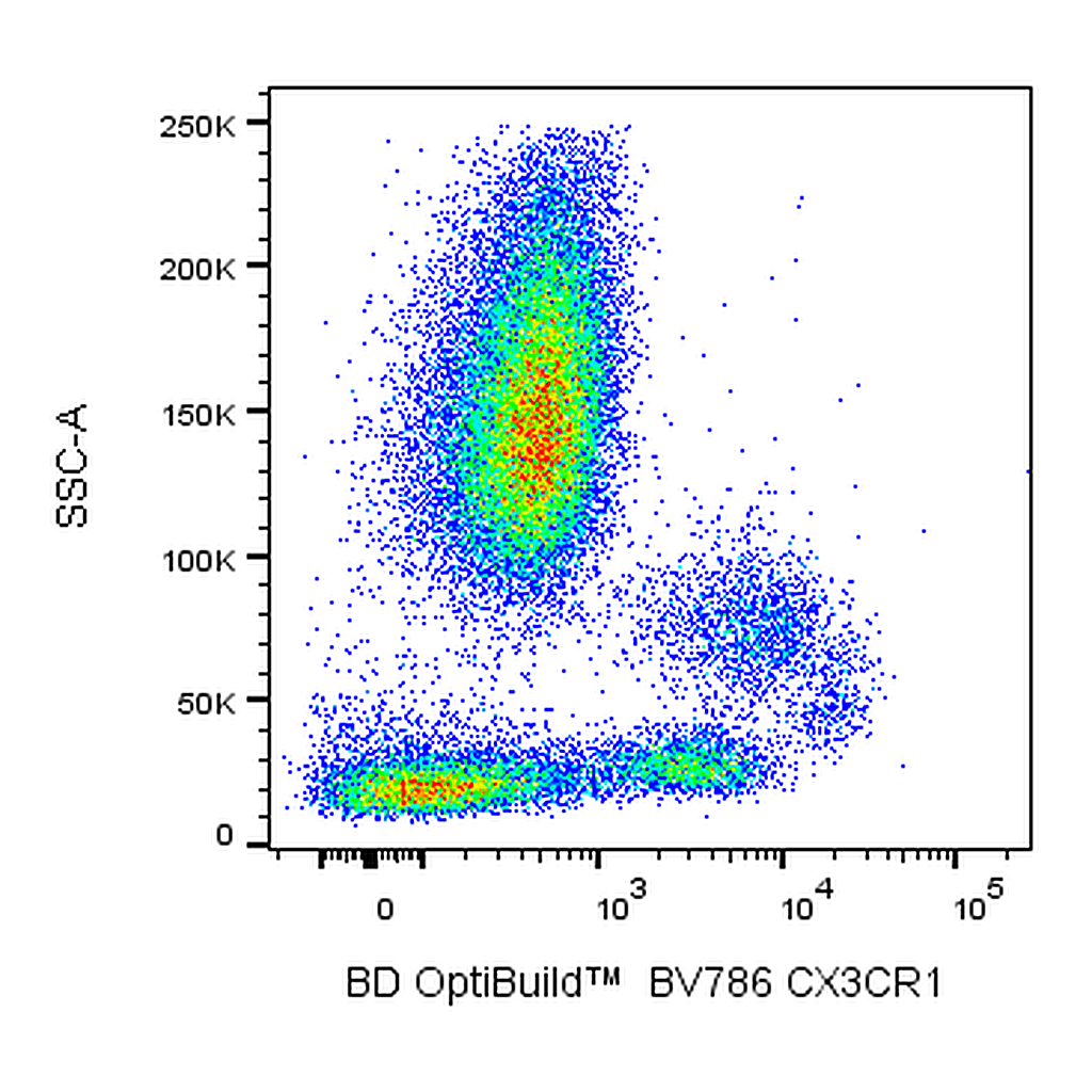 BD BV786 Rat Anti-Human CX3CR1