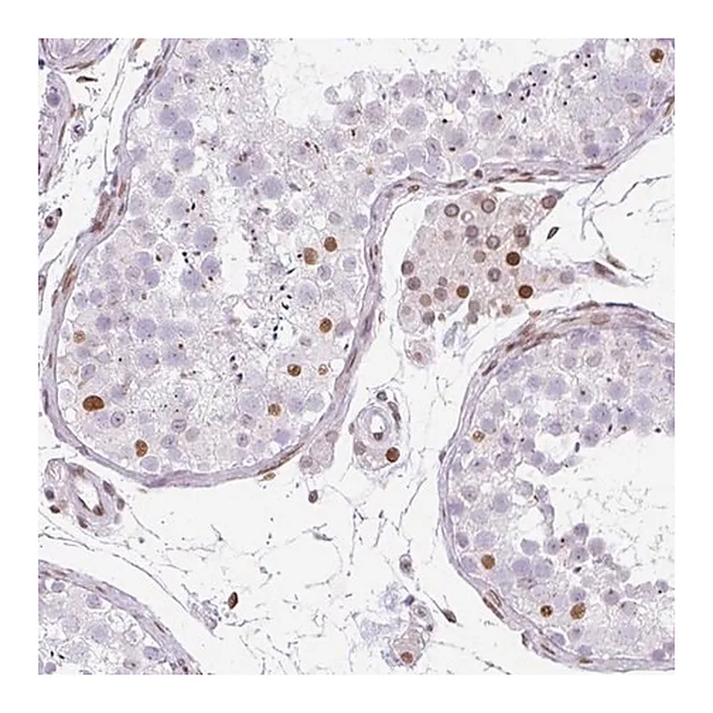 Merck Anti-PLK1 antibody produced in rabbit