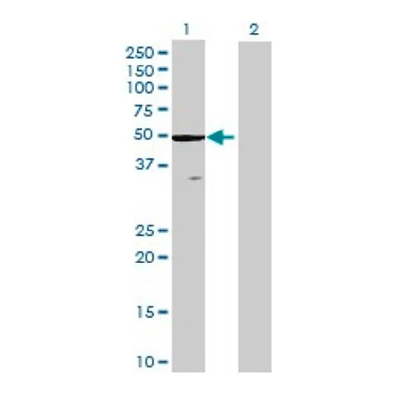 Merck Anti-ZCCHC3 antibody produced in mouse