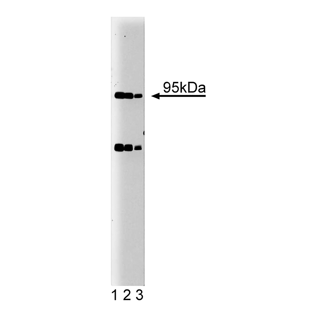 BD Purified Mouse Anti-Human Villin
