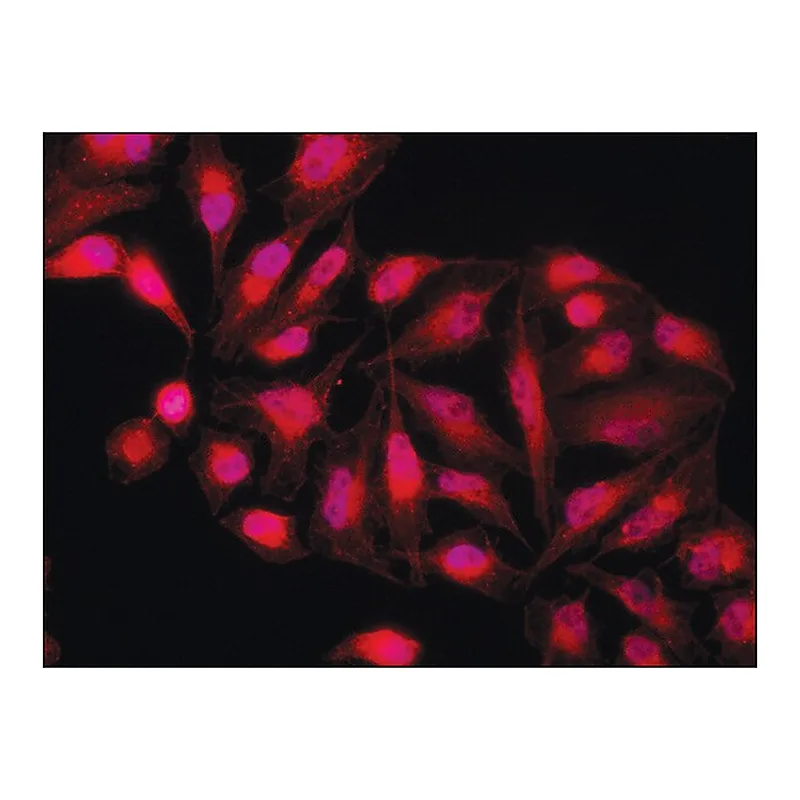 Merck Anti-PKM2 (isoform M2) antibody produced in rabbit